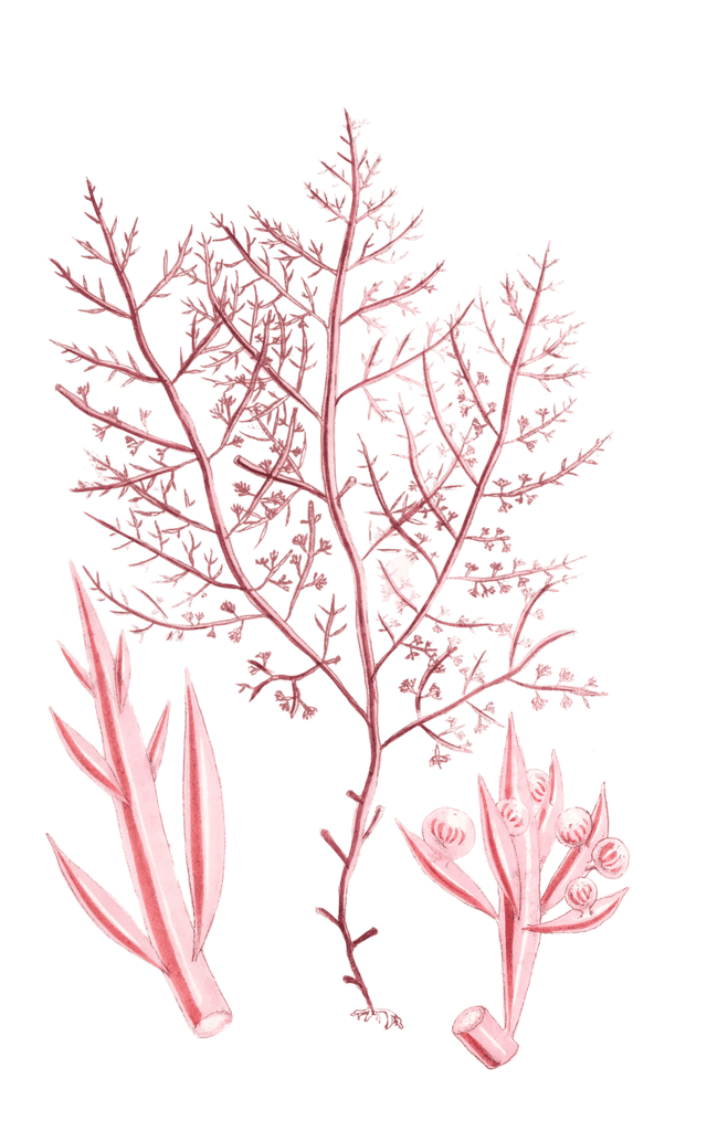 Algae-Seaweed-of-the-southern-ocean-268-copy