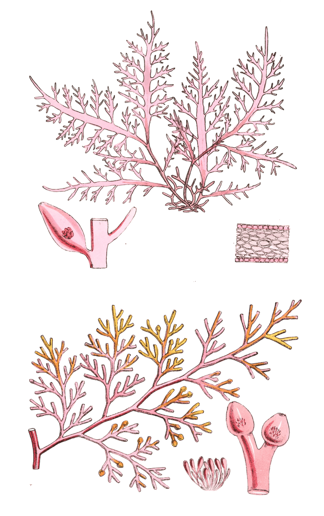 Algae-Seaweed-of-the-southern-ocean-277-copy
