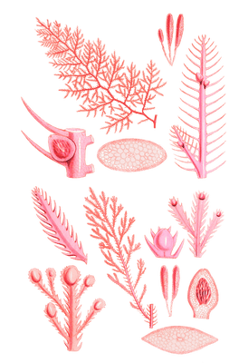 Algae-Seaweed-of-the-southern-ocean-281-copy