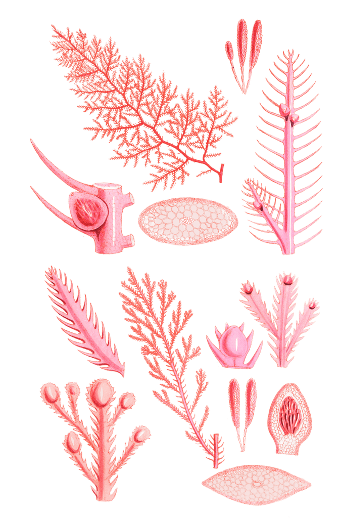 Algae-Seaweed-of-the-southern-ocean-281-copy