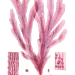 Algae-Seaweed-of-the-southern-ocean-321-copy