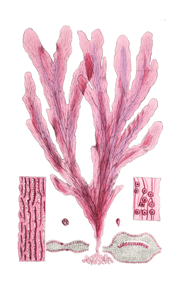 Algae-Seaweed-of-the-southern-ocean-321-copy