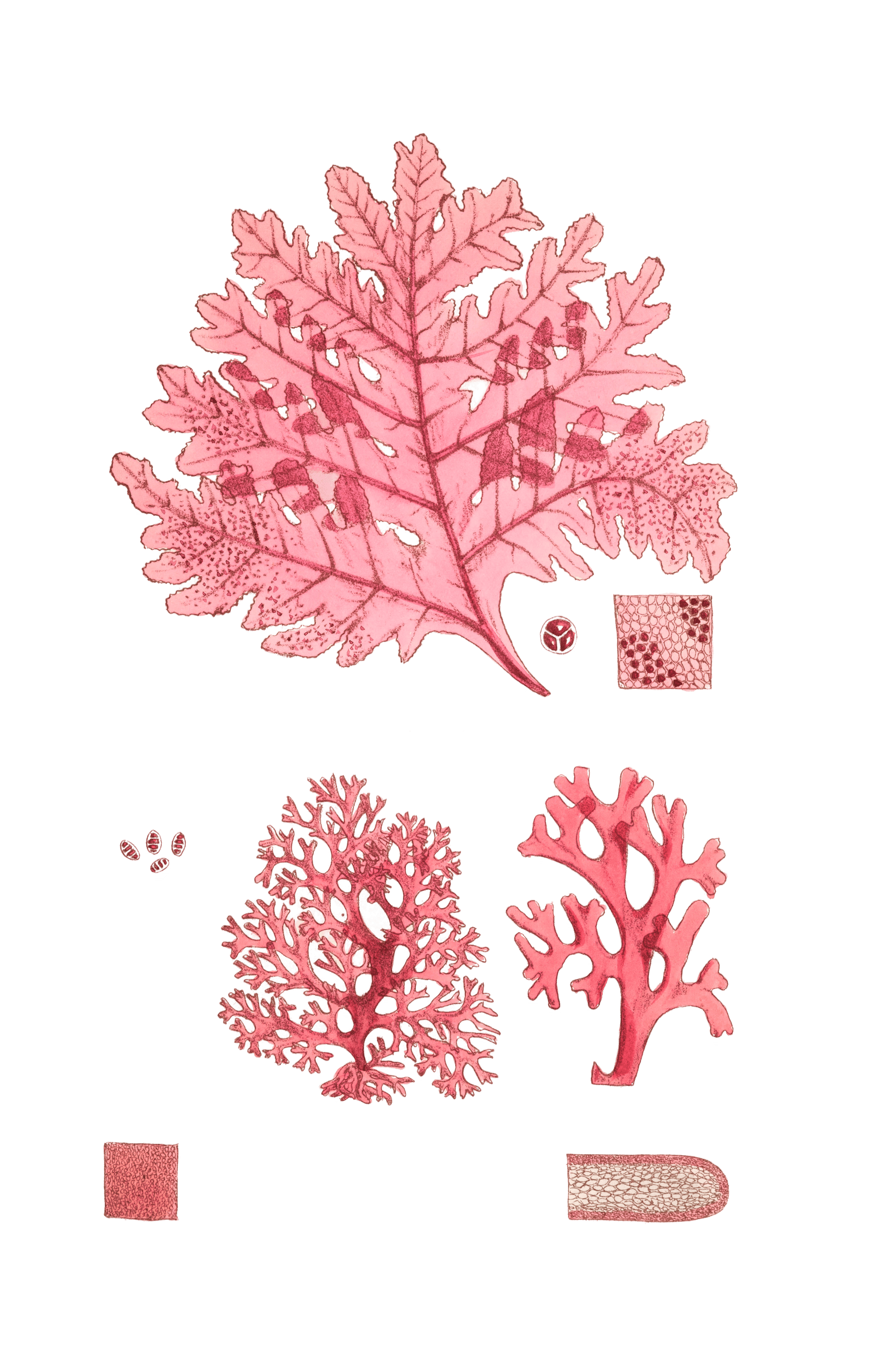 Algae-Seaweed-of-the-southern-ocean-329-copy