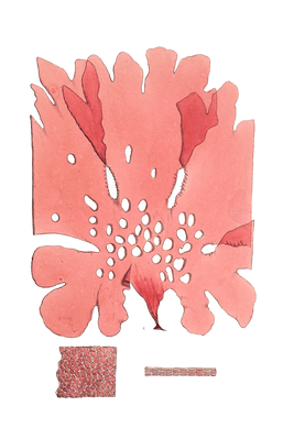 Algae-Seaweed-of-the-southern-ocean-333-copy