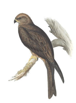 Allied Kite Bird Vintage Illustrations