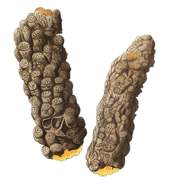 Alyconium Truncatum Vintage Coral Illustration