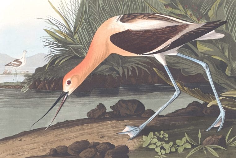 American Advocet Bird Vintage Illustrations