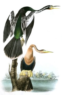 American Anhinga Snake bird Vintage Illustrations
