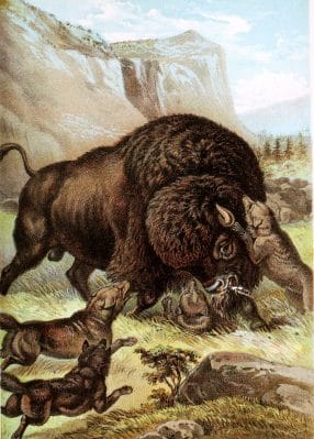 American Buffalo Vintage Illustrations