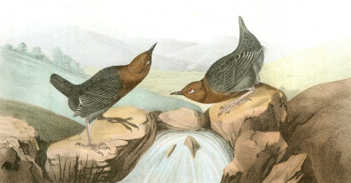 American Dipper Bird Vintage Illustrations