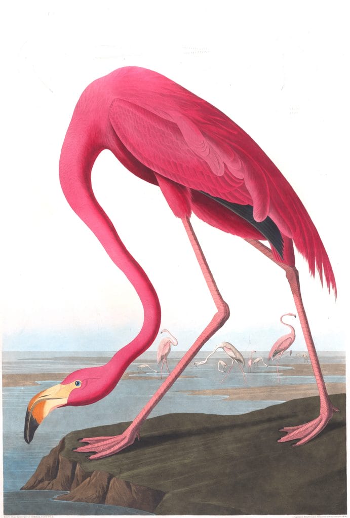American Flamingo Bird Vintage Illustrations