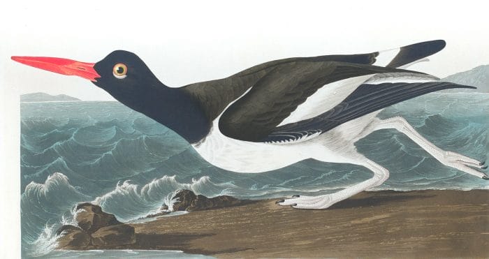 American Oyster Catcher Bird Vintage Illustrations