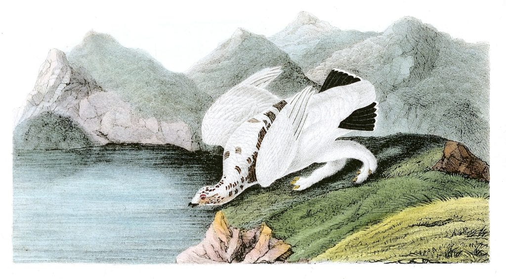 American Ptarnigan Bird Vintage Illustrations