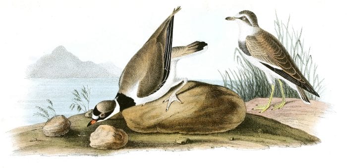 American Ring Plover Bird Vintage Illustrations