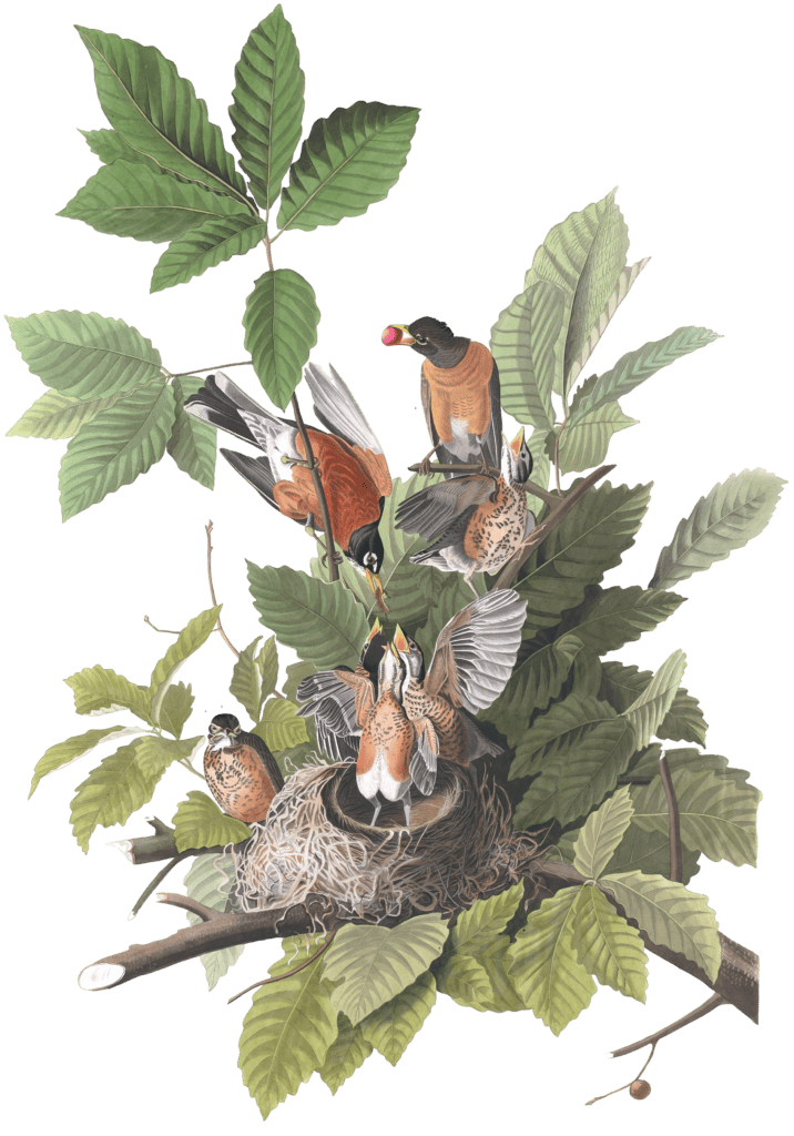 American Robin Bird Vintage Illustrations