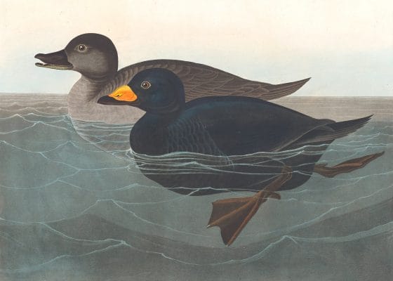 American Scoter Duck Bird Vintage Illustrations