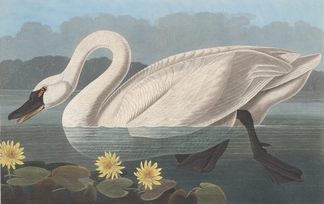 American Swan Bird Vintage Illustrations