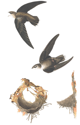 American Swift Bird Vintage Illustrations