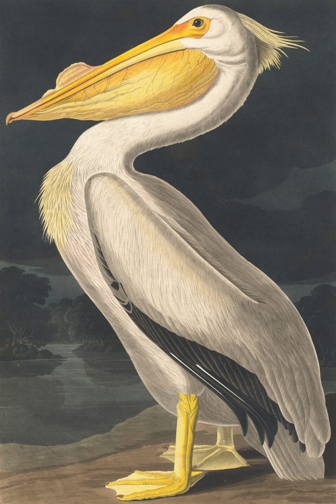 American White Pelican Bird Vintage Illustrations