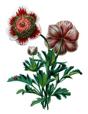 Anemones Vintage Flower Illustration