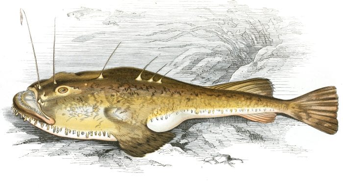 Angler Fish Vintage Illustration