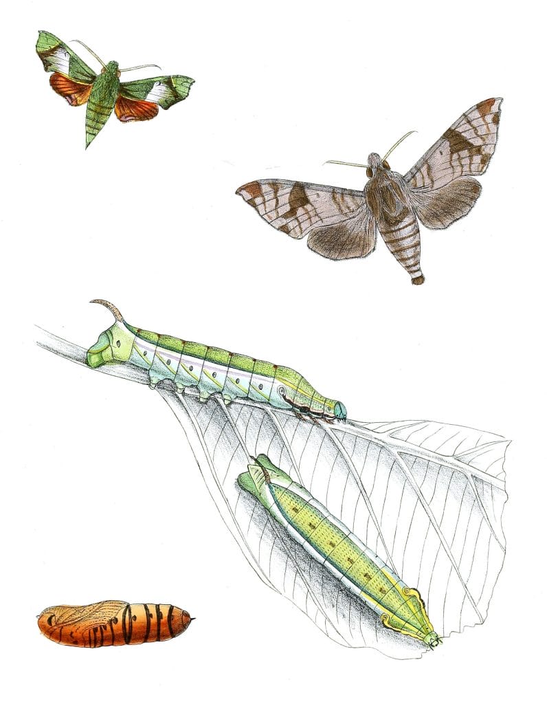 Angonyx-Testacea-Acosmeryx-Cinerea-Moth-Vintage-Illustration