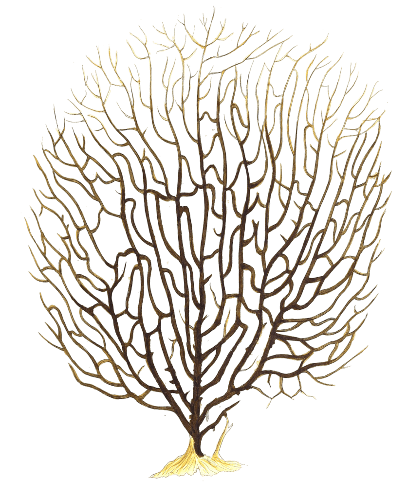 Antipathes Flabellum Vintage Coral Illustration