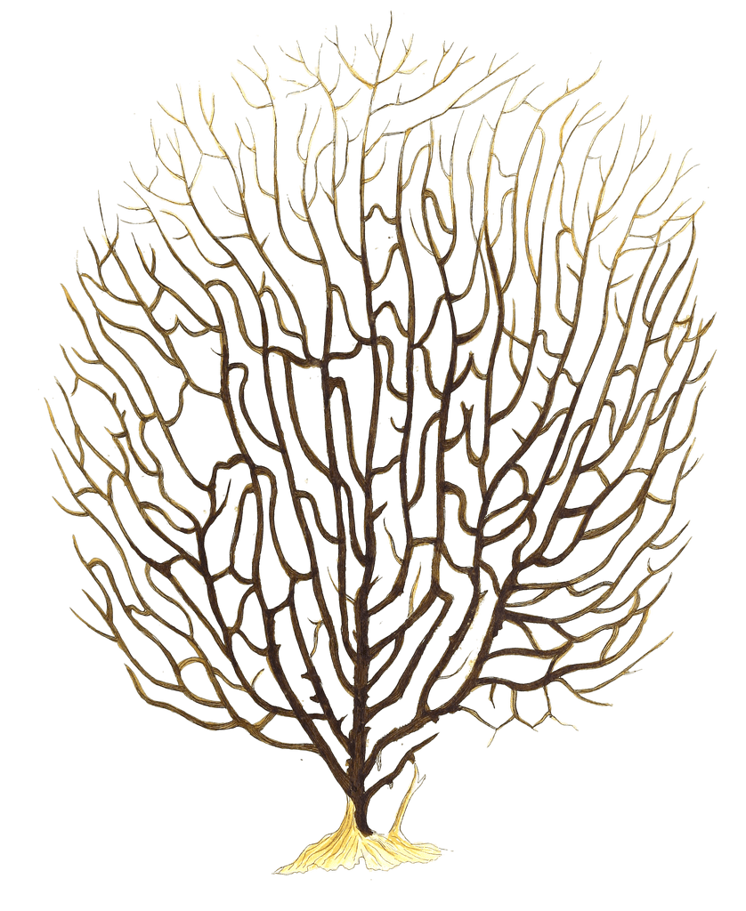 Antipathes Flabellum Vintage Coral Illustration