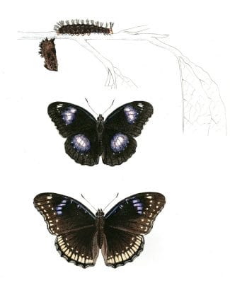 Apatura-Bolina-Apatura-Jacintha-with-caterpillar-and-pupa