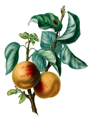 Apricots Abricots Vintage Fruit Illustration