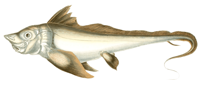 Arctic Chimaera Fish Vintage Illustration
