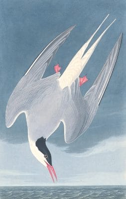 Arctic Tern Bird Vintage Illustrations