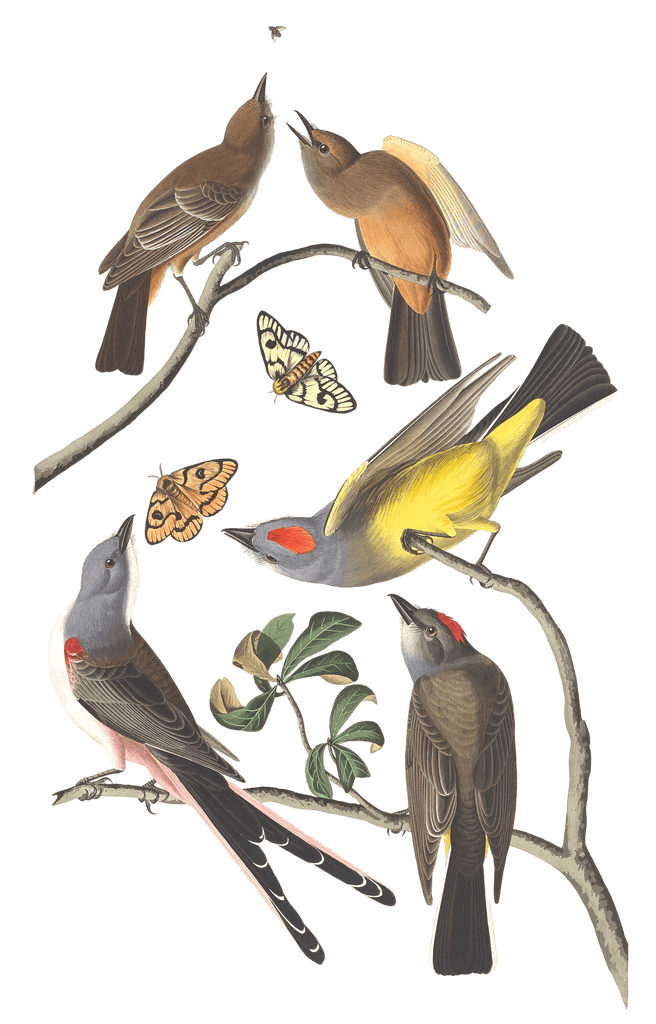 Arkansaw Flycatcher Bird Vintage Illustrations