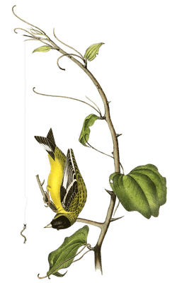 Arkansaw Goldfinch Bird Vintage Illustrations