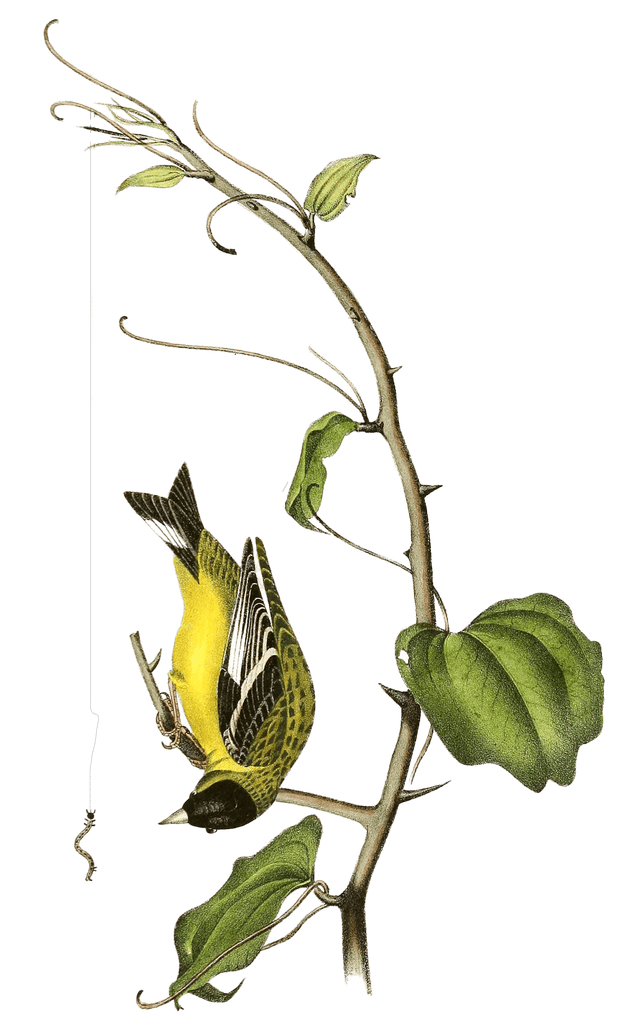 Arkansaw Goldfinch Bird Vintage Illustrations