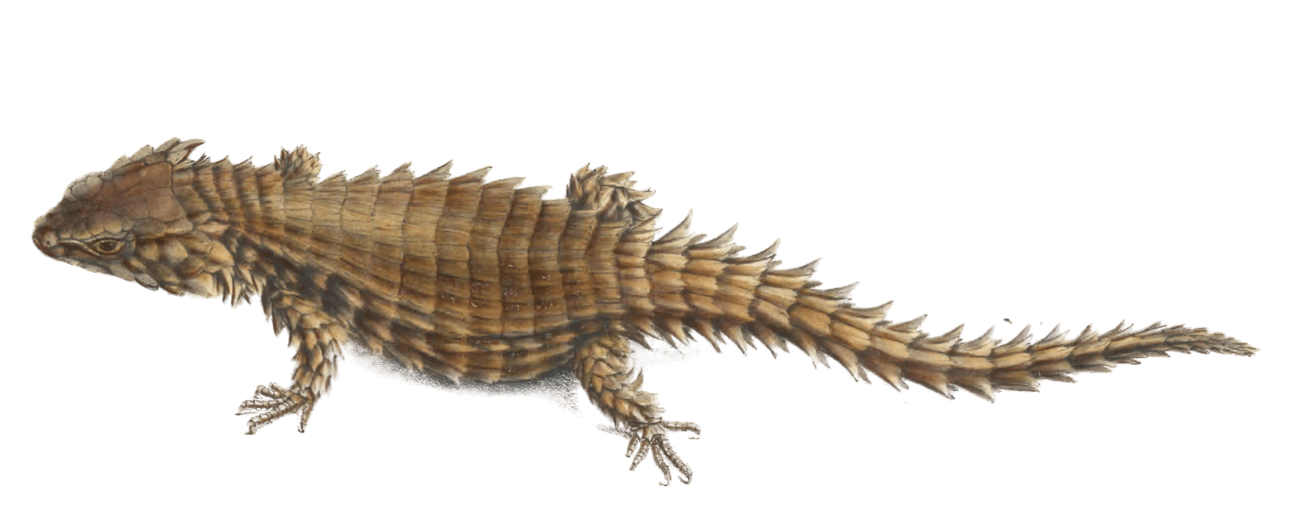 Armadillo girdled lizard Cordylus Cataphractus Vintage Illustration