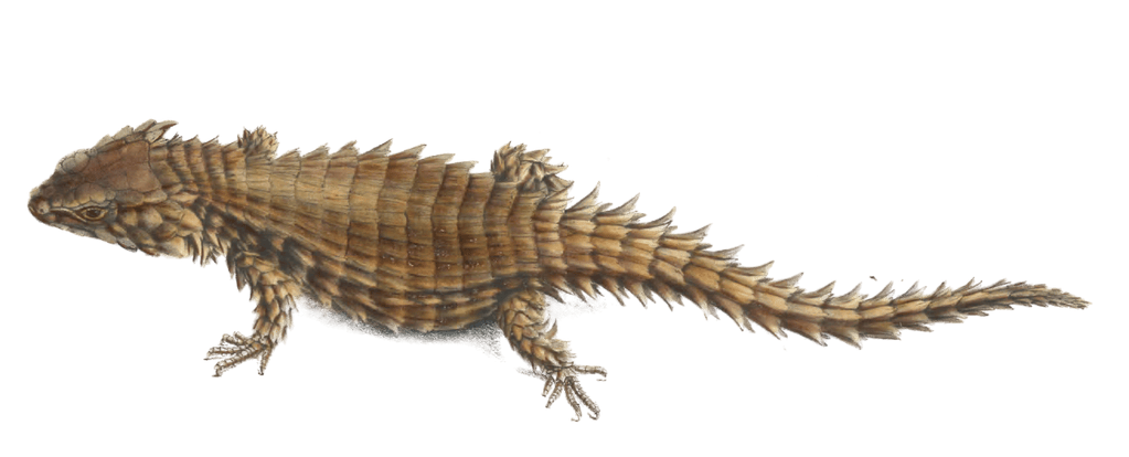 Armadillo girdled lizard Cordylus Cataphractus Vintage Illustration
