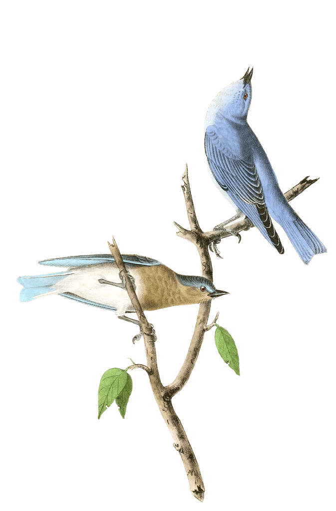 Artic Blue Bird Bird Vintage Illustrations