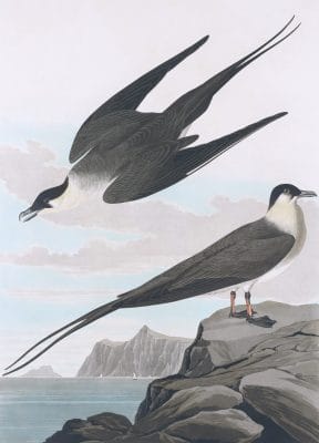 Artic Jager Bird Vintage Illustrations