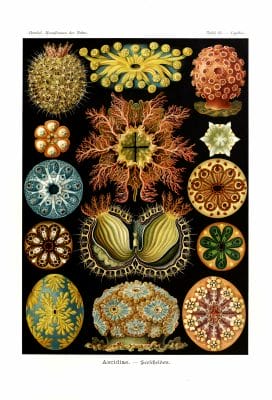 Ascidiae Ernst Haeckel Vintage Sea Anenome Illustrations
