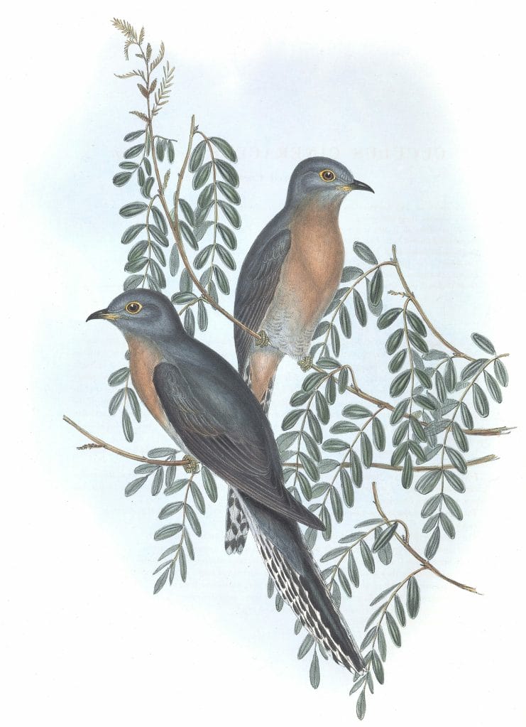 Ash Coloured Cuckoo Bird Vintage Illustrations