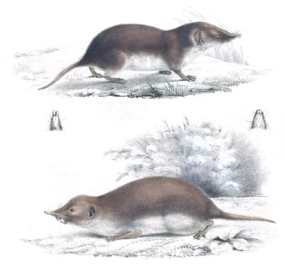 Asian House Shrew