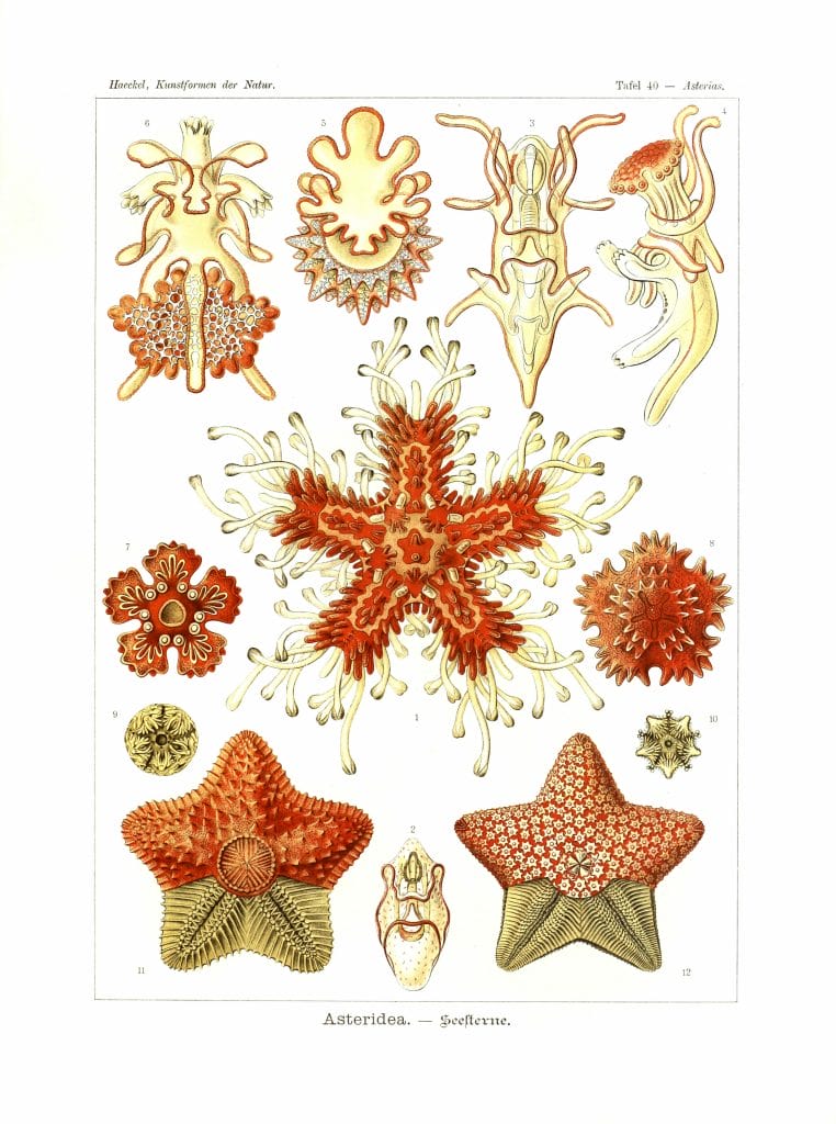 Asteridea Vintage starfish Illustration