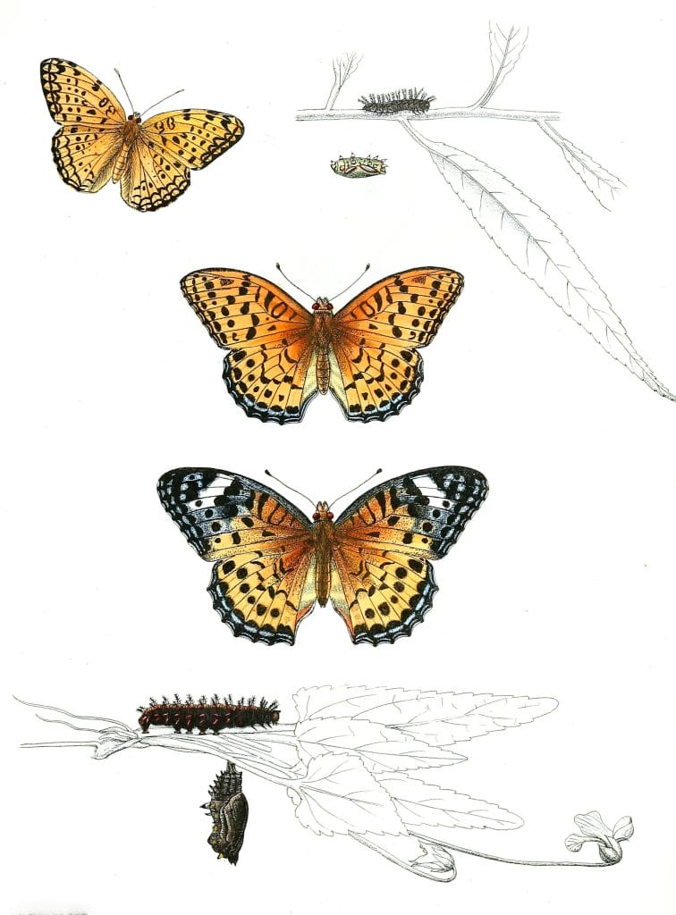 Atella-Phalanta-Acidalia-Niphe-with-caterpillar-and-pupa