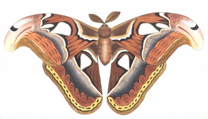 Atlas-MOth-Vintage-Insect-Illustration