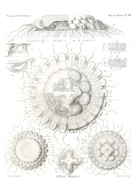Atolla Wyvillei Vintage Jellyfish Illustration