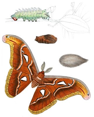 Attacus-Taprobanis-Moth-Vintage-Illustration