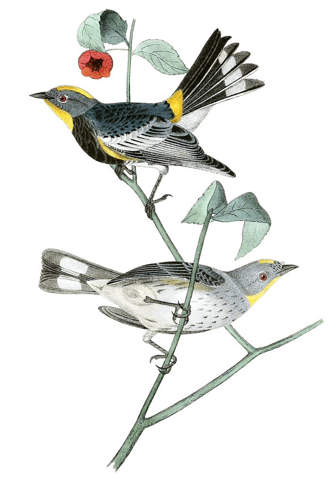 Aubudens Wood Warbler Bird Vintage Illustrations