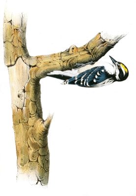 Audubons Woodpecker Bird Vintage Illustrations