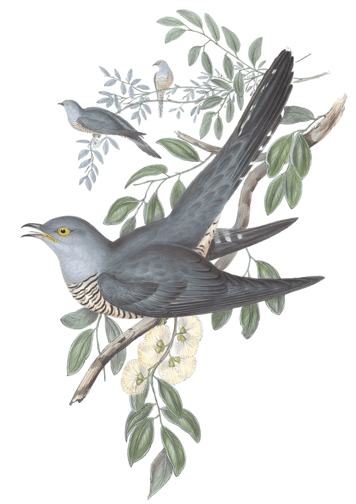 Australian Cuckoo Bird Vintage Illustrations